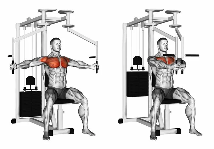 Chest Fly